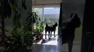 Massive Cane Corso Bark #italianmastiff #funny #dogbreed #puppy #corsopups #canecorso #mastiff #dogs