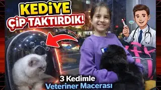 😿 Sokakta Bulduğumuz Kediye &Ccedil;ip Taktırdık! 😭 | 3 Kedimle Veteriner Macerası Vet Visit Gone Crazy! 😂