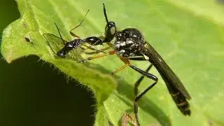 Robber fly with prey. Raubfliege mit Beute