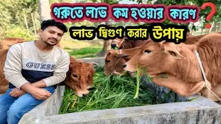 এখন গরুতে লাভ কম হওয়ার কারণ ✘ গরুর লাভ দ্বিগুণ করার উপায় ✔