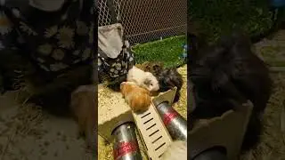 Bonding time with my Guinea Pigs