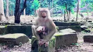 monkey smart at Angkor thom monkey 🐒🐵