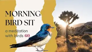Mindful Birding - A Meditation with Birds # SIXTY (#birdsit)