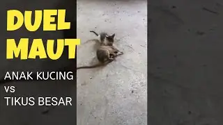 #short DUEL MAUT anak kucing vs tikus besar #SHORT