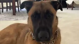 Dog Stereotypes in Real Life (Spike Edition)