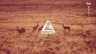 &laquo;Gazelle&raquo; | Экспериментальный поп x DnB Type Beat | Продюсер: AstoriaBLVD