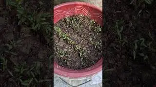 How to grow coriander without fail #gardening #coriander #plants #organicgardening