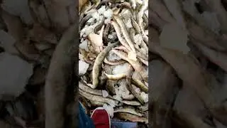 Very famus bommidai fish