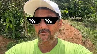 Veja o estrago que o vento fez nesta lavoura de café Clonal Conilon 
