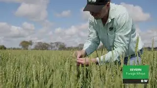 S&W Severn Forage Wheat