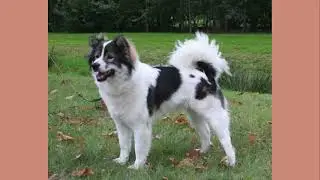 Thai Bangkaew Dog: Thailand&rsquo;s Legendary Guardian | Rare Breed Spotlight #ThaiBangkaew #dogvideos