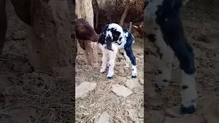 Baby Goat Love 🐐 | Mother & Kid Pure Bond ❤️ #villagelife #babygoat #shorts