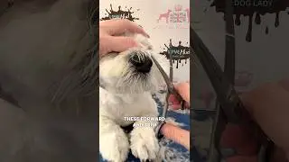 How to trim that wet nose hair bit! #doggroomingtips #lovemud #poochperfect #doggroomingforbeginners