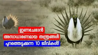 ഇണചേരാൻ അസാധാരണമായ തന്ത്രങ്ങൾ പുറത്തെടുക്കുന്ന 10 ജീവികൾ!  Rare Mating Techniques of Animals