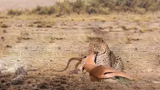 Leopard Hunting Antelope Success