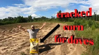 Dove field prep: broadcasting cracked corn to attract more doves