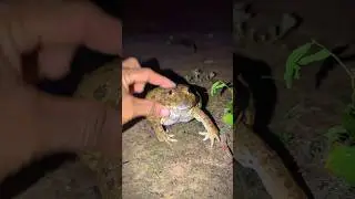 Funny frog cheeks | Big Bullfrog and Toad jump funny | Funny catch animal frog | Bonk Bonk funny fro