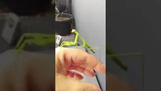 False Garden Mantis | Praying Mantis | Australia. #SHORTS