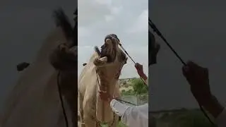 Camel Sound
