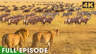 Ultimate Predators: Lion Pride Attack | FULL EPISODE | Nature Animal Documentary