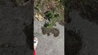 BACKYARD FISHING CHALLENGE! PART 1 #fishing #fish #nature