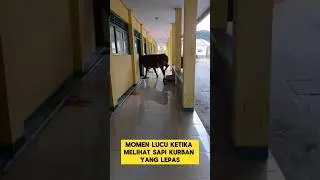 momen lucu ketika sapi kurban lepas masuk ke sekolahan ‼️‼️ #ngakak #lucu #sapi #kurban #sekolah