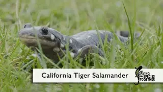 Public Service Announcement: California Tiger Salamander - Saving Species Together