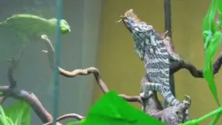 chameleons pardalisberlin