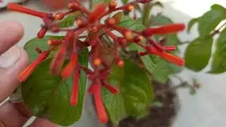 363 - Everblooming and Evergreen Hamelia/Firebush/Hummingbird bush/Scarlet Bush  for your garden