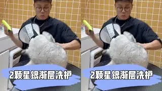 Daily care for a two-star silver gradient cat that scratches and bites. #Cat care