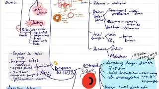 BIOLOGI BAB 1(BAHAGIAN 1) -SISTEM PEREDARAN DARAH MANUSIA(SPM TINGKATAN 5)