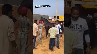 📍pushkar mela Garry gill tent house #horse #indianfair #horselover #pushkar #rajasthan #fair #viral