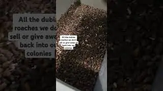 Our sorting process for dubia roaches. #reptiles #dubiaroaches #dubiaroachescolony #dubiaroach