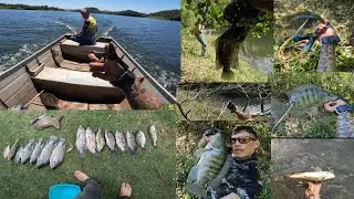 PESCA COM ESTILINGUE EM ORTIGUEIRA! NESSE DIA SAIU SÓ TILÁPIA MONSTRA!😱PT4/4FIM #estilingue #tilapia