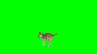 RUNNING WOLF IN GREEN SCREEN #greenscreen #wolf #running