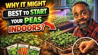 WHY IT MIGHT BE BEST TO START YOUR PEAS INDOORS?