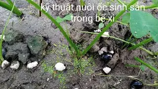 Kỹ thuật nuôi ốc sinh sản trong bể xi măng