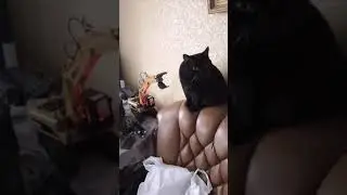 Кот и экскаватор huina