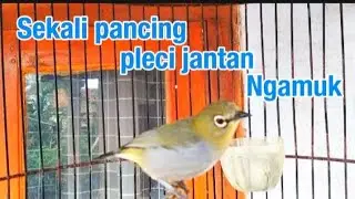 Penjebol birahi pleci jantan, pleci betina memanggil jantan