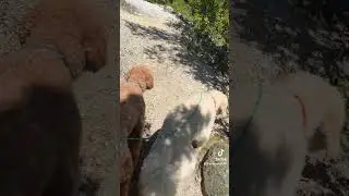 Hiking in a beautiful mountain trail 🐶⛰️ #dog #doodlepuppy #reddingca #furryfriend #hiking #fun
