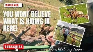 I saw deer&rsquo;s for the first time ❤️| Deer Safari @bucklebury_farm  #ukfarm