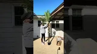 Artificial Palm Tree 8.4ft Tall Sponsored REVIEW