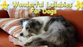 Effective Sleep Music For Border Collies ♫ Calm Your Dog Instantly