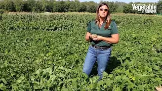Bartram Bean from Moran/HMCLAUSE - Vegetable Seed Trials 2023