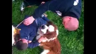psy ze schroniska w Gaju