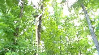 How to get a cat out of a tree.