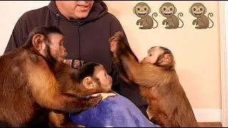 Three Capuchin Monkeys Playing With Pet Human!