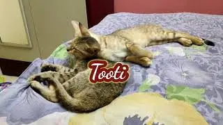 I lost my Tooti kitten yesterday/ Cats and kittens happy home