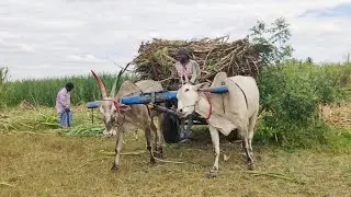Indian Young Bullock Cart Heavy Load Stuck | New Young Bullock