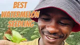 Choose the best watermelon seedlings for your farm